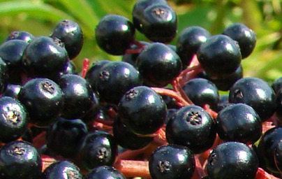 Касис (Ribes nigrum) Касис (Ribes nigrum)